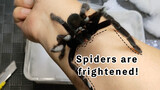 Laba-laba itu terkejut sampai memamerkan taringnya di lengan pengunggah!