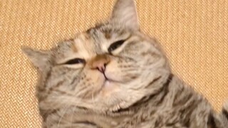 Trivia: Kucing dan kura-kura tidak bisa membalik cangkangnya
