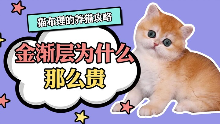Xin lỗi nhé, tiền tiền ơi, người ta thực sự muốn sở hữu một em mèo tam thể vàng lắm mà~~