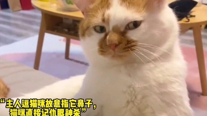 “Those cats with a strong sense of revenge settle scores on the spot”