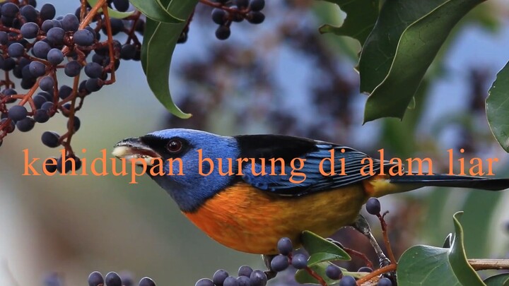 dunia burung