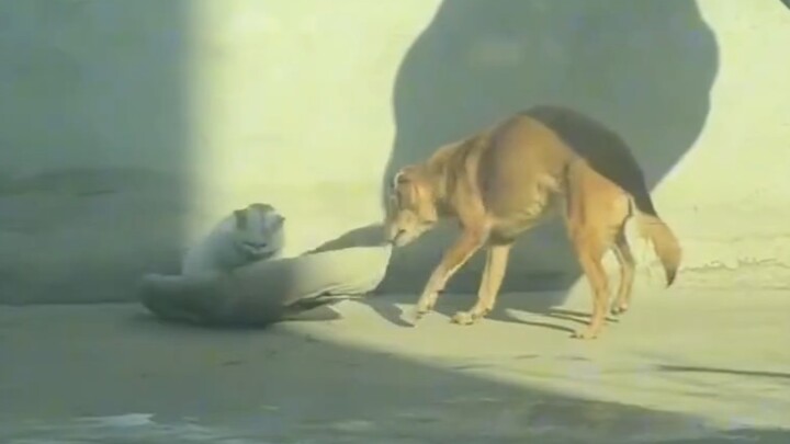 Dog: Time to move, the sun’s already passed by!