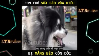 Cờ hó vừa béo vừa kiêu, bị mắng béo còn dỗi | LT Review