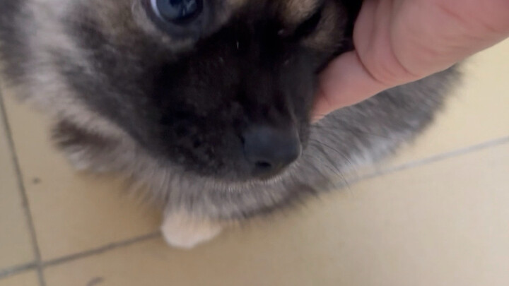 Không chịu nổi đáng yêu thế này, sắp được 1 tuổi 2 tháng rồi!