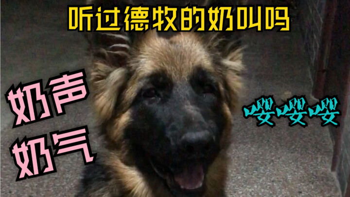 【Chó chăn cừu Đức】Tiếng kêu non nớt siêu đáng yêu của chó chăn cừu Đức! Thật sự nghi ngờ liệu chúng 