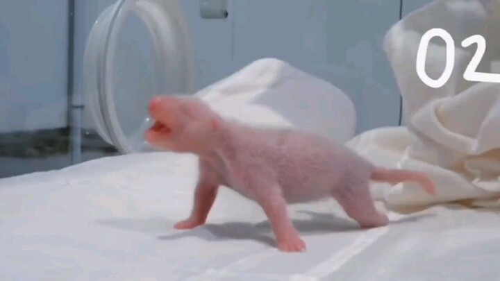 كم يومًا يستغرق ظهور "الهالات السوداء" لدى صغير الباندا؟