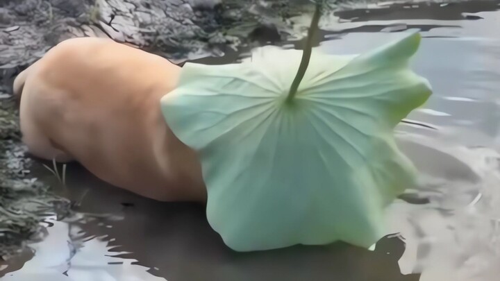 "Anh chàng này lúc nào cũng làm tôi cười!"