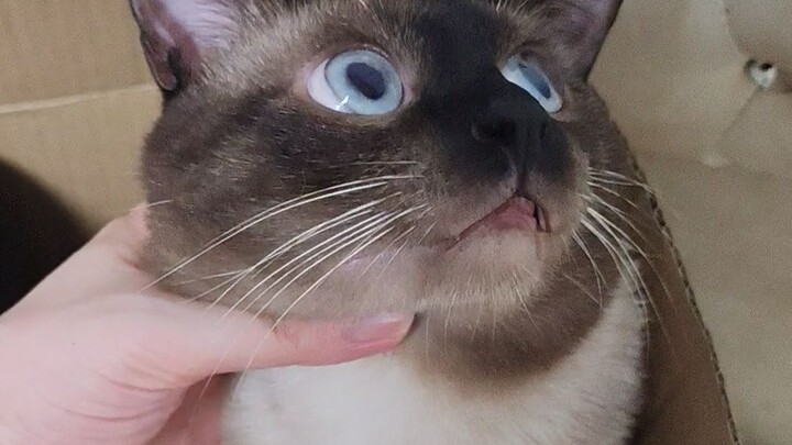 Could any other silly cat pull off an expression like this?