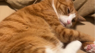 Whose cat is this well-behaved!?