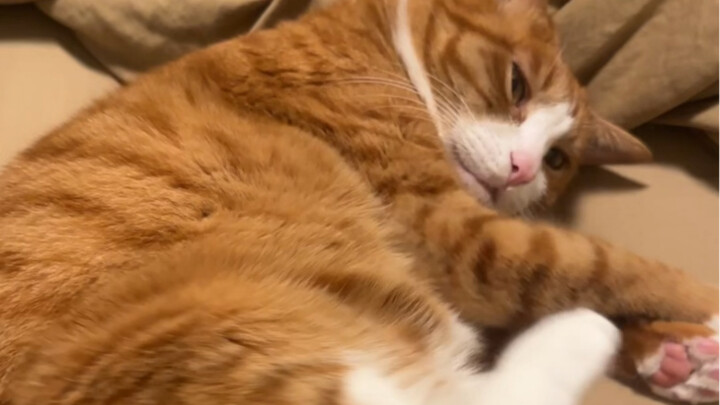 Kucing keluarga mana yang seperti ini!?