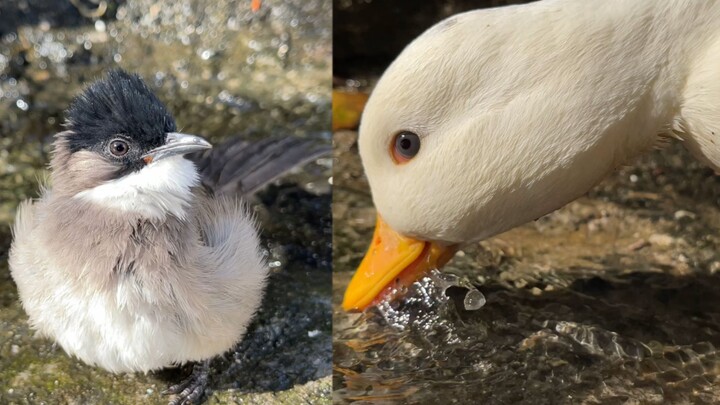 Nhóc đáng yêu dưới nắng, giống hệt một quả bóng lông