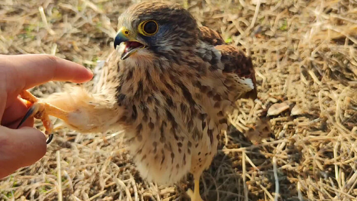 [Animals]Some birds saved by human beings