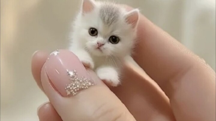 هل سيعشق الجميع في العالم القطط الصغيرة اللطيفة والرائعة؟