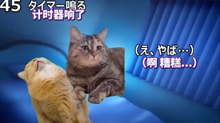 【熟肉】风俗娘的日常 | 猫meme