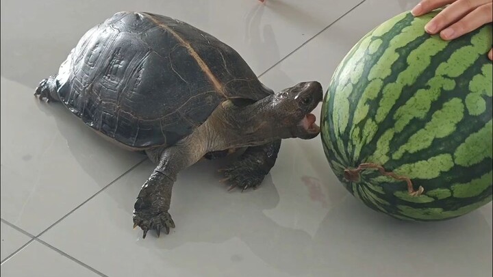 Rumor has it this’ll break Koreans’ hearts?