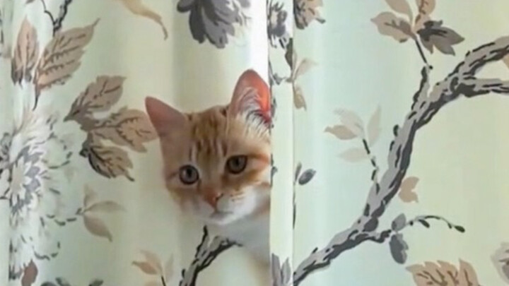 ลูกแมวทุกตัวก็มักจะส่งตัวที่หน้าตาดีที่สุดไปขอข้าวกันนั่นแหละ