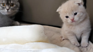 ลูกแมวออกนอกบ้านครั้งแรก แต่แม่แมว