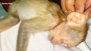 So Cute Little Princes Maya Sleeping Well On Grandpa Comfort Her To Sleep