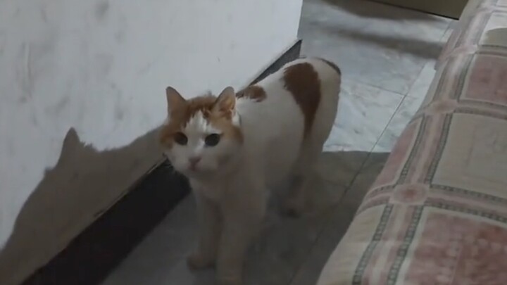 Goodnight, little cat