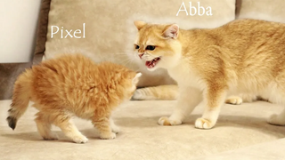 ลูกแมวน้อยพบพี่สาวครั้งแรก