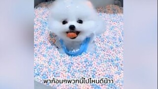 น่ารักแบบฉุดไม่อยู่เลย