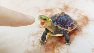 นี่อาจเป็นเหตุผลว่าทำไมหลายๆ คนถึงชอบ Chinese box turtle