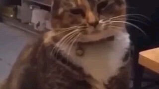 cat funny video 2023