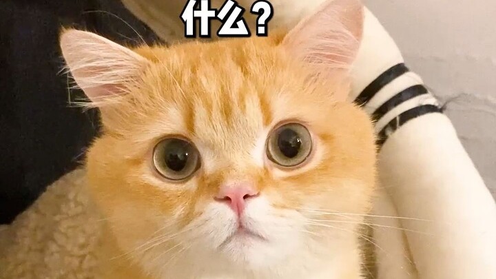 My cat actually got this score?