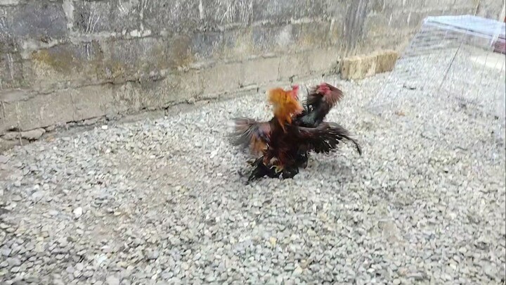 old line sweater in action