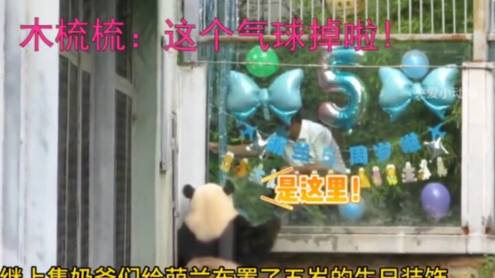 Menglan’s birthday balloon popped, and she frantically shouted for a wooden comb.