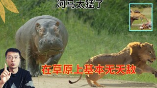 吃草的河马为啥这么凶？鳄鱼、狮子都干不过它，其实它是“战坦”