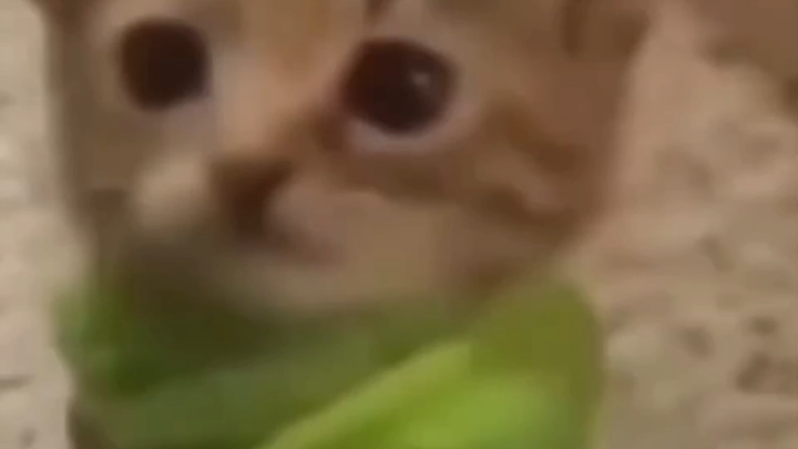 Meme kucing yang bisa menambah kapasitas otak