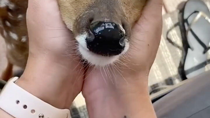 A fawn was rescued by the roadside; as it grew up, it came to regard its rescuers’ home as its own a