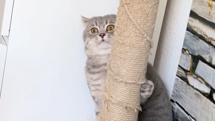It’s best not to give catnip to unintelligent kittens.