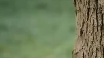 พากษ์ไทย