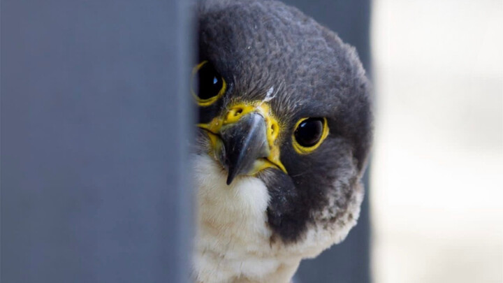 Peregrine Falcon: A Heavenly Buddha Descends to Save All Living Beings