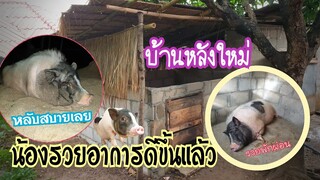 น้องรวยหายเป็นปกติแล้วครับทุกคน🥰🐖🐖🐖