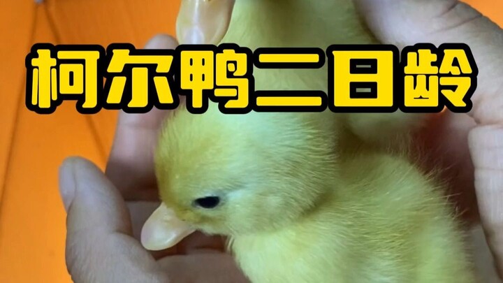 Bebek Coorker usia dua hari