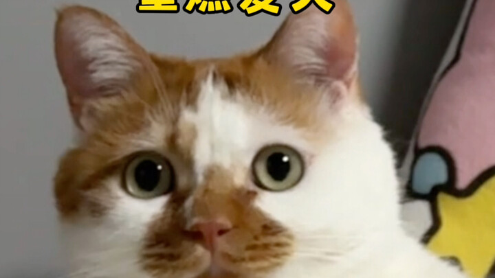 คุณแม่มาไซสุดลึกลับ ไม่ได้เจอกันแค่ไม่กี่วันก็ถ่ายออกมาเป็นก้อนใหญ่