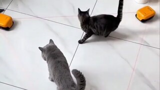 猫都傻了