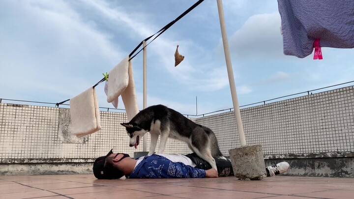 The master actually fainted right in front of the Siberian Husky!