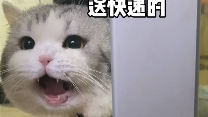 This cat delivery person has such a terrible attitude! I’m giving them a big thumbs down!