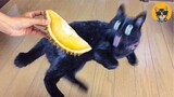 Funny Cats Reaction to Durian 😹- Funny Pet Videos| Pets House