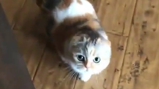 猫：你居然带了我最爱的麦当劳......纸袋！