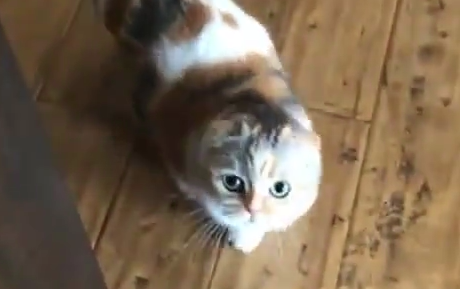 Cat: You actually brought my favorite McDonald's...paper bag!