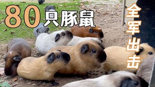 น่ารัก! อาหารบุฟเฟต์ประจำวันสำหรับหนูตะเภา 80 ตัวในฟาร์ม