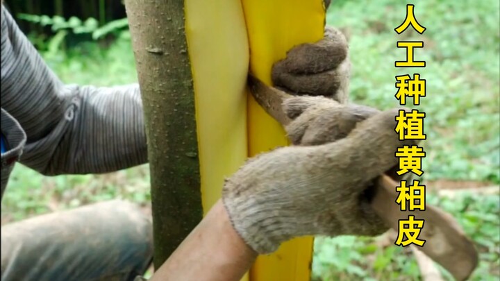 The Phellodendron trees planted by my uncle's family for several years are finally ready for harvest