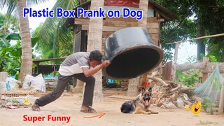Wow !! Super Funniest Plastic Box Prank on Dog ,Very Funny Reaction Dog Run fastest @Mister FunTube
