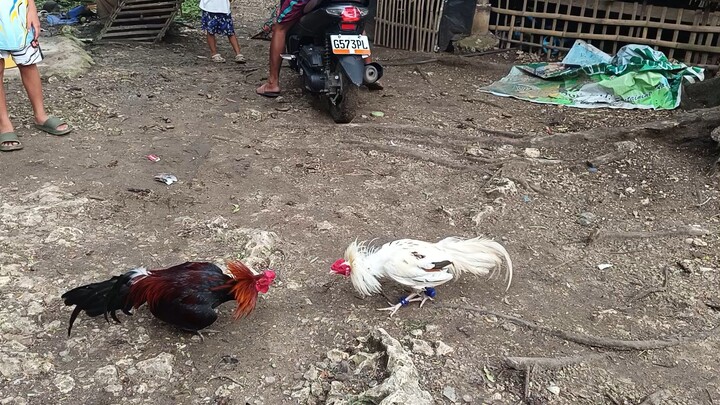 𝙼𝚌𝚕𝚎𝚊𝚗 𝙷𝚊𝚝𝚌𝚑 𝚅𝚂 𝚆𝚑𝚒𝚝𝚎 𝙺𝚎𝚕𝚜𝚘 𝙼𝚌𝚕𝚎𝚊𝚗 𝚜𝚙𝚊𝚛