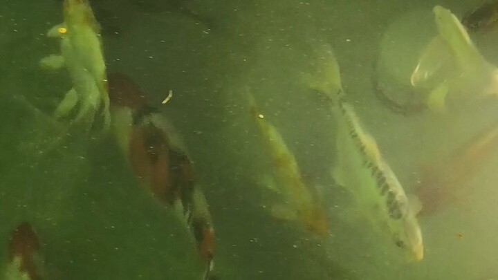 nice fish